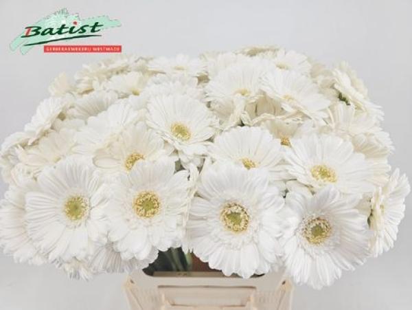 Vollsortiment Gerbera LOBBY - 1 Stiel